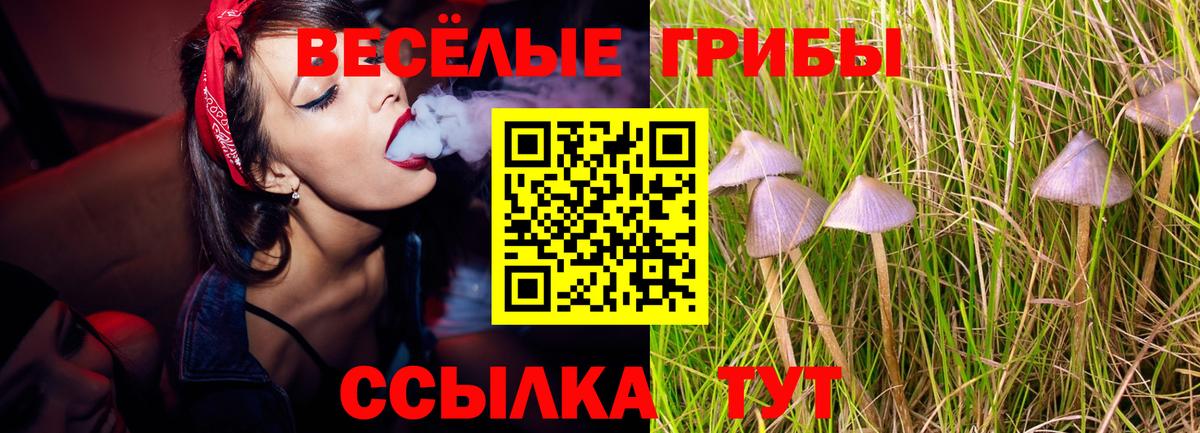 Псилоцибиновые грибы мицелий  купить наркотики сайты  Черкесск  Вход с VPN  Псилоцибиновые грибы Psilocybine cubensis 